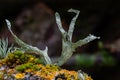 An interestingly shaped cartilage lichen