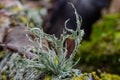 An interestingly shaped cartilage lichen