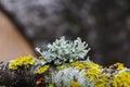 An interestingly shaped ramalina grows on a dried cherry branch