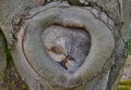 Interestingly shaped tree trunk, southern Bohemia