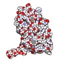 Interferon beta molecule, chemical structure. Cytokine used to treat multiple sclerosis (MS