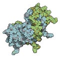 Interferon gamma (IFNg) cytokine molecule, chemical structure. Recombinant form used in treatment of osteopetrosis and chronic