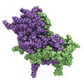 Interferon gamma (IFNg) cytokine molecule, chemical structure. Recombinant form used in treatment of osteopetrosis and chronic