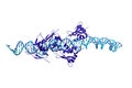 Interferon regulating factor 3 (IRF3) bound to the interferon-beta enhancer. Ribbons diagram. 3d illustration