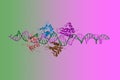 Interferon regulating factor 3 bound to the interferon-beta enhancer. Ribbons diagram with differently colored protein