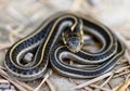 Intergrade form or juvenile Aquatic Gartersnake in typical defense posture.