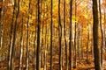 Interiér Jesenného bukového lesa, Súľovské vrchy, Slovensko