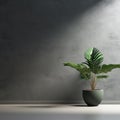 Interior background of empty room with dark gray stucco wall with copy space and pot with plant 3d rendering