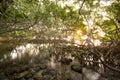 Interior of a Red Mangrove habitat in Florida