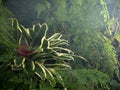 Inside the conservatory: bromeliad plant and green background of venus hair fern