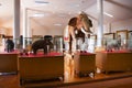 Interior building of Elephants museum and Taxidermy animal for thai people travelers travel visit Ban Ta Klang or Taklang Elephant