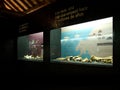 Interior of the cave bear museum in Pyrenees.