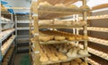 Cheese maturing storehouse on dairy factory with wheels of goat cheese Royalty Free Stock Photo