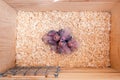 Interior of a cockatiel nest box with chicks Royalty Free Stock Photo