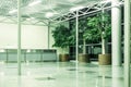 Floor tub potted ficus Benjamin trees in commercial interior Royalty Free Stock Photo