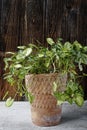 Syngonium plant or goosefoot plant in decorative flower pot