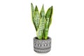 Interior decoration, Sansevieria trifasciata `Laurentii` or Snake plant isolate on white background Royalty Free Stock Photo