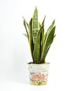Sansevieria trifasciata or Snake plant in pot on a white background Royalty Free Stock Photo