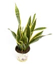 Sansevieria trifasciata or Snake plant in pot on a white background