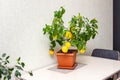 Interior design of dining room with potted decorative lemon tree on the table. Ripe indoor growing yellow citrus fruits. Elegant