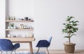 Interior design for dining room with velvet blue chairs, wooden table , Scandinavian style Royalty Free Stock Photo