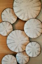 Decorative Sand Dollars Interior Design Background Royalty Free Stock Photo