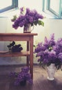 Interior design with lilac flowers in many vases