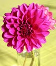 the heart of a beautiful pink-colored dahlia flower on a yellow table Royalty Free Stock Photo