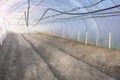 Interior of an empty organic vegetable farm polytunnel, focus on the soil Royalty Free Stock Photo