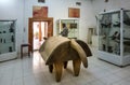 Interior of the ethnological museum with a huge wooden drum in the shape of a water buffalo