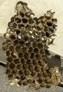 Interior of European hornets nest Royalty Free Stock Photo