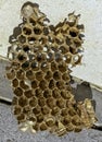 Interior of European hornets nest