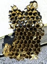 Interior of European hornets nest Royalty Free Stock Photo