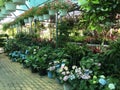 Interior of flower store