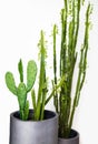 Cactus in a pot on a white background. Studio shot. Royalty Free Stock Photo