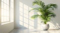 interior greenery, a lively atmosphere with a potted palm tree in a bright interior, providing free space for textdesign Royalty Free Stock Photo