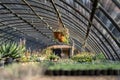 Interior greenhouse for cultivation herbs for further lab research on properties tropical fauna