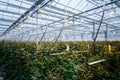 Interior of a greenhouse for growing flowers and plants