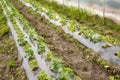 Interior of a greenhouse with organic vegetable seedlings, selective focus Royalty Free Stock Photo