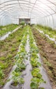 Interior of a greenhouse with organic vegetable seedlings, selective focus Royalty Free Stock Photo
