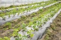 Interior of a greenhouse with organic vegetable seedlings, selective focus Royalty Free Stock Photo