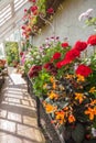 Interior of greenhouse with a variety of flowers Royalty Free Stock Photo