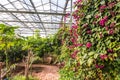 Interior of greenhouse with a variety of plants and flowers