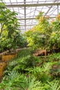 Interior of greenhouse with a variety of plants and flowers