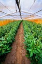 Interior of the greenhouses in which grows organically