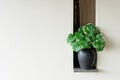 Interior home decor on a shelf green Vases plants on white bathroom wall background. Modern summer lifestyle resort beige Royalty Free Stock Photo