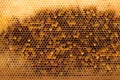 Interior of an honeycomb with colorful perga. Visible shape and bee bread of the bee cell. Royalty Free Stock Photo
