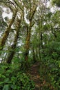 Interior of humid cloudforest