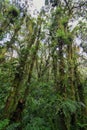 Interior of humid cloudforest