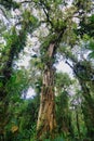 Interior of humid cloudforest